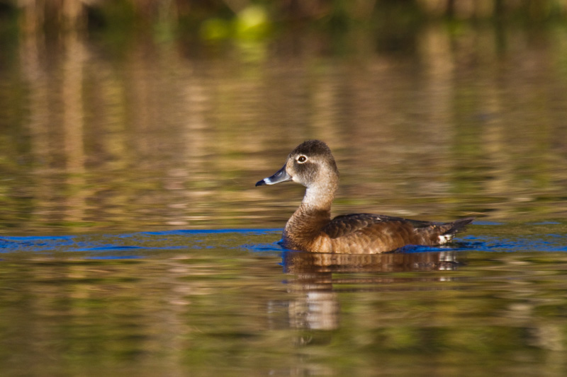 Ring-Necked Duck